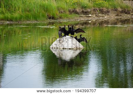 A flock of double crested cormorants (Phalacrocorax auritus) sits on a rock in a retention pond in Plainfield, Illinois during June.