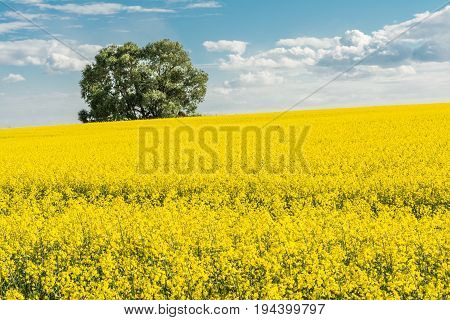 Rapeseed Field And Blue Sky With Clouds On A Sunny Day