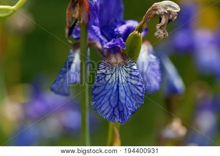 Flower of a Siberian iris (Iris sibirica)