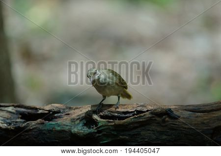 Streak-eared Bulbul (pycnonotus Blanfordi) In Nature