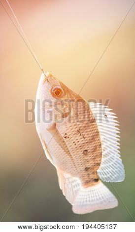 Nile Tilapia Fish Hanging On Hook