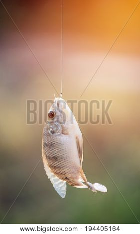 Nile Tilapia Fish Hanging On Hook