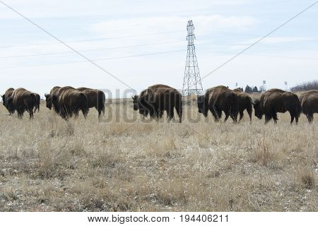 Buffalo herd on the move over the Great Plains