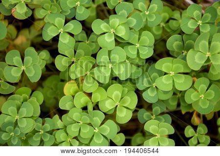 fresh green marsilea crenata plant in nature garden