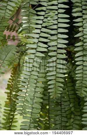 fresh green nephrolepis cordifolia plant in nature garden