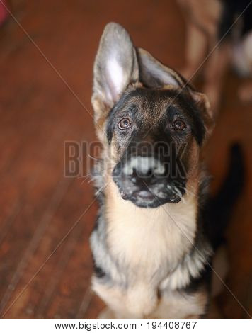 Funny And Happy Little Puppy Brown German Shepherd Dog