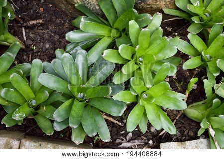 close up aechmea fasciata plant in nature garden