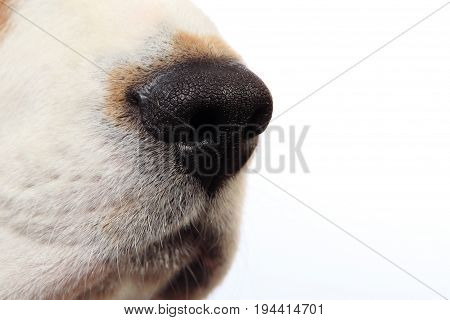 Dog nose close-up. Dog's nose isolated on white background.