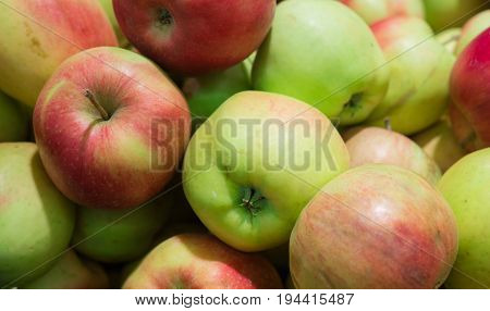 Fresh ripe apples gathered in the garden.