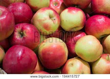 Fresh ripe red apples gathered in the garden.