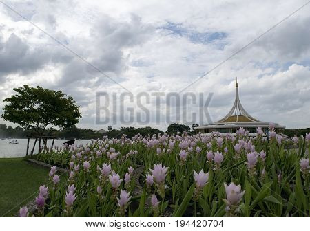 Suan Luang Rama 9 pink flower thailand