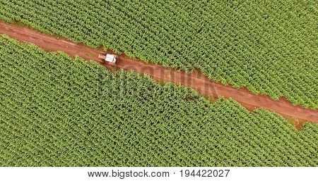 Cornfield