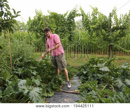 farmer with pink t-shirt in the vegetable garden during harvesting in summer