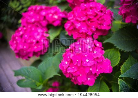Hydrangea Flowers In A Garden