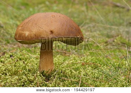 Mushroom Bolete Boletus hare (Boletus subtomentosus)  in the forest , Autumn