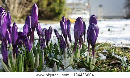 purple color crocus flower in snow sunshine germany