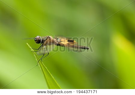 Yellow-barred Flutterer (Rhyothemis phyllis) dragonfly is perching on a leaf