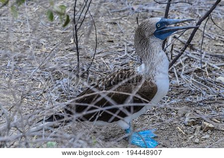 This species of bird abounds in the galapagos islands but also to the call the small galapagos. The island of the silver.