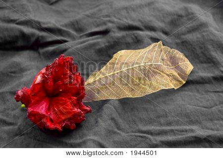 Rose i liść