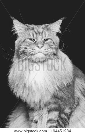 beautiful big maine coon cat. Copy space. Studio shot on black background. Monochrome.