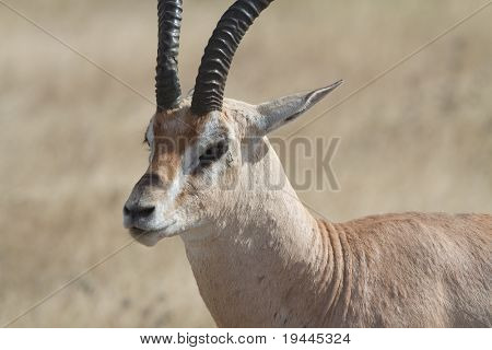 antilope