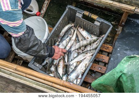 Gray Mullet Fish (kefal) In Styrofoam Box, Poti, Georgia