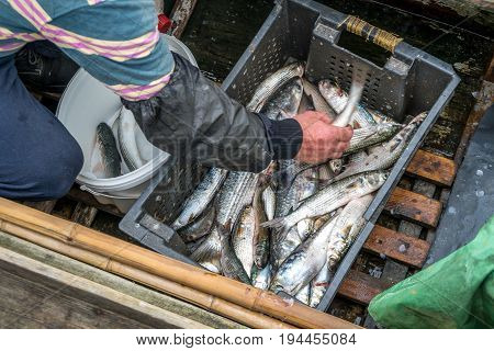 Gray Mullet Fish (kefal) In Styrofoam Box, Poti, Georgia