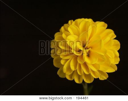 Gele bloem