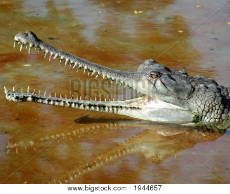 Gator