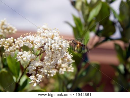 Biene 3 