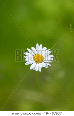 chamomile on green background, closeup with bug on flower