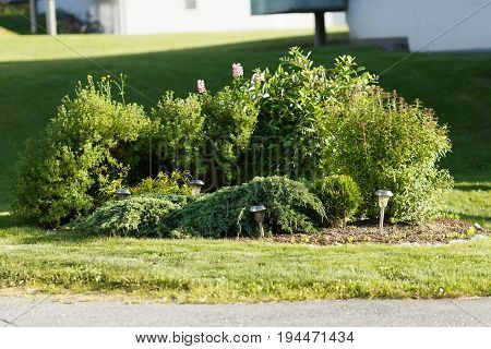 Green plants garden outside. Sunny summer day.