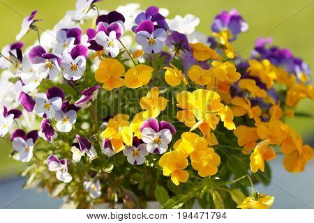 Yellow and white closeup opened flowers with green leafs