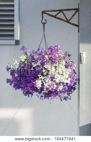 Purple and white flowers hanging on wall in pot.