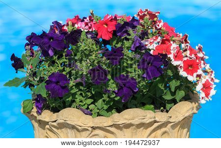 Colorful petunia flowers. Nature beautiful garden. Blue baskground
