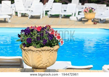 Colorful petunia flowers. Nature beautiful garden. Blue baskground