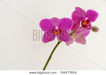 Pink Orchid isolated on white btextured background