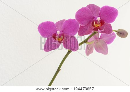 Pink Orchid isolated on white btextured background