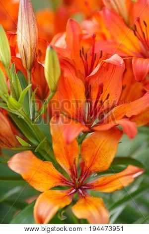 Orange closeup opened flowers with green leafs