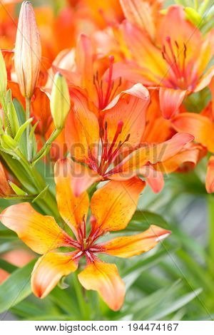 Orange closeup opened flowers with green leafs