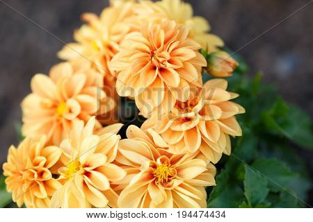 Orange closeup opened flowers with green leafs