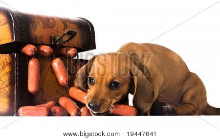 ไส้กรอกสิ้นสุดสนาม dachshund