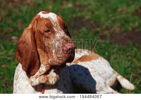 Portrait of dog Bracco Italiano on background green grass