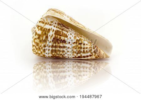 Beautiful Sea Shell,pulcher Conus, Isolated On White Background For Posters, Sites, Business Cards,