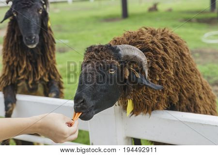 tourist feeding sheep with carot in a sheep farm.