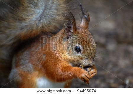 Squirrel is sitting on the ground and eating nuts