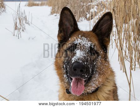German shepherd on a walk in the Park