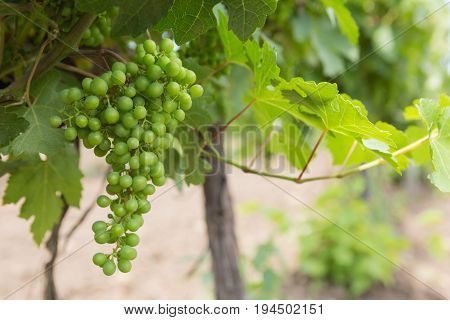 Vineyards, vine, green grapes matures, close-up, europe, italy, spain, ukraine