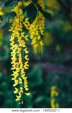 The great garden blooming yellow wisteria blossoms in Spring