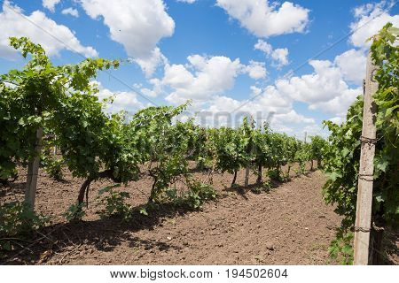 Vineyards, vine, green grapes ripen, beautiful clouds against blue sky, landscape, general plan